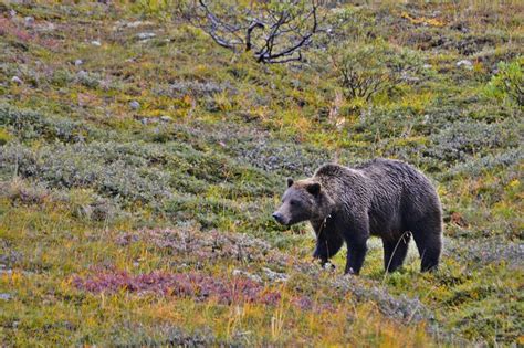 20 Photos To Inspire You To Visit Denali National Park (+ TIPS)