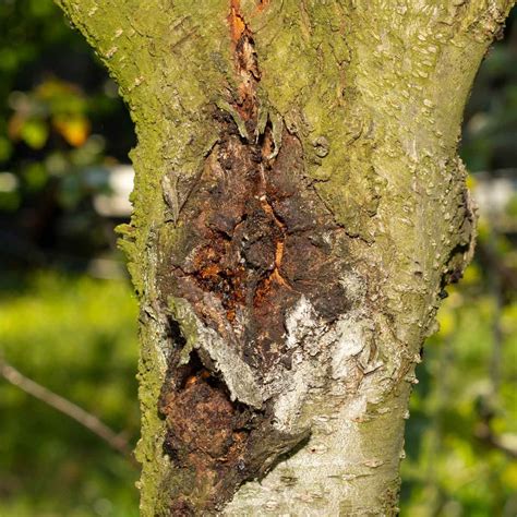 Top 10 Tree Diseases (and What You Can Do About Them) | The Family Handyman