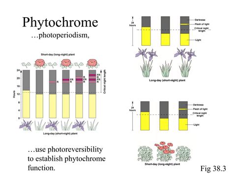 PPT - Plant Responses to Signals IV PowerPoint Presentation, free download - ID:1747295