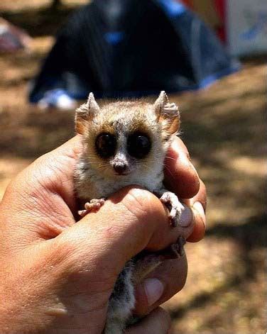 The Smallest animals in the world . ~ Wonders Cloud