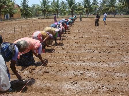 Production Technology of Cotton in Bangladesh