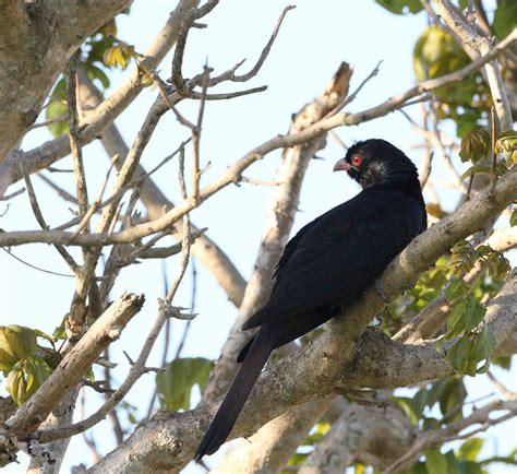 Common Koel | BIRDS in BACKYARDS