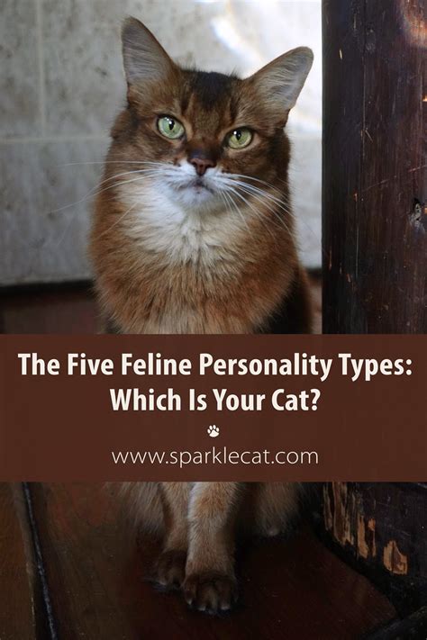 The Five Feline Personality Types: Which Is Your Cat? - Summer’s Fabulous Cat Life