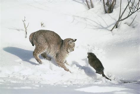 Bobcat Lynx Rufus Hunting Muskrat Photograph by Michael Quinton