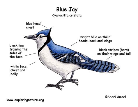 [DIAGRAM] Shades Of Blue Diagram - MYDIAGRAM.ONLINE