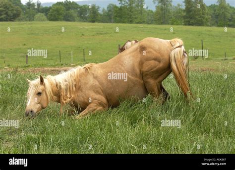 Pregnant Horses Giving Birth