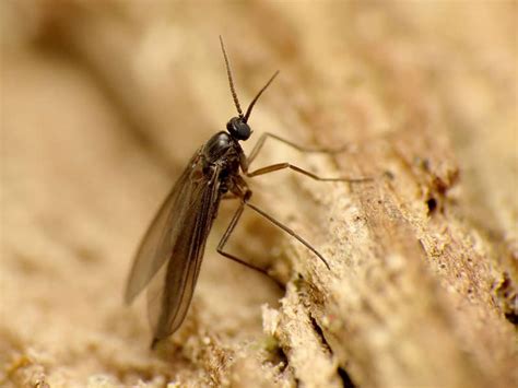 Fungus Gnats - How to Identify, Prevent, and Control Them | Trees.com