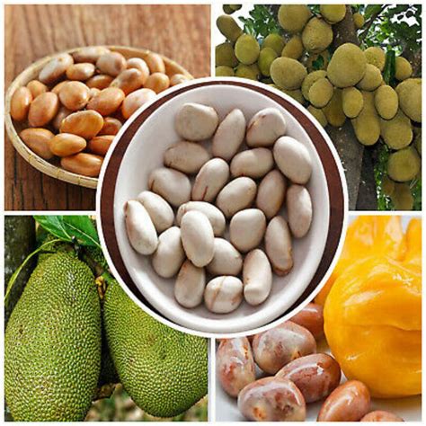 Jackfruit Seeds Sprouted Jack Seeds Artocarpus Heterophyllus | Etsy