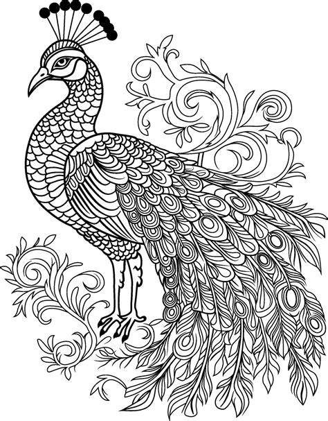 Peacock coloring page in doodle style 26761931 Vector Art at Vecteezy