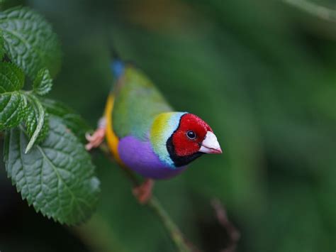 Australia’s Endangered Animals | Australian native birds, Endangered animals, Australian birds