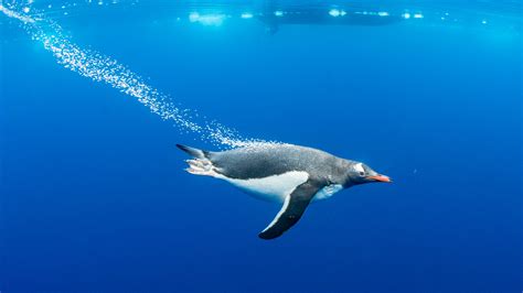 ‘Feathering’ helps explain Gentoos' record-breaking swim speed