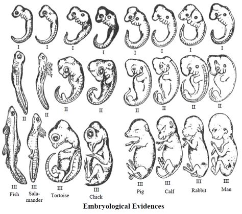 Explain embryological evidences of evolution. – HSC – Higher Secondary ...