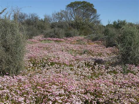 Meekatharra, WA - Aussie Towns