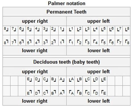 Basic Dental Terminology — S4S Dental