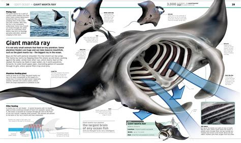 ArtStation - Giant manta ray