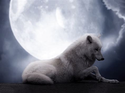 White wolf wallpaper | Wolf photos, Wolf wallpaper, Arctic wolf