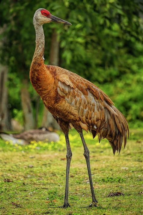 Male Sandhill Crane Photograph by Dale Kauzlaric - Fine Art America