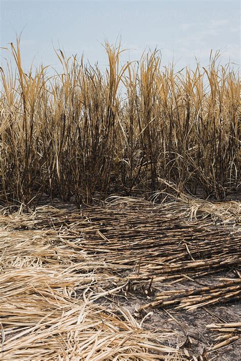 "Harvesting Sugarcane" by Stocksy Contributor "Mauro Grigollo" - Stocksy