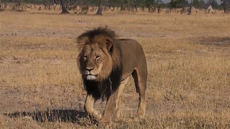 Cecil the lion 'suffered incredible cruelty' for 10 hours before he ...