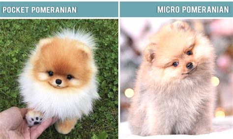 Types of Pomeranians: Dog Breed Information - PetHelpful