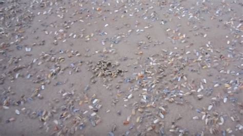 Watch a Bed of Coquina Clams Emerge From the Sand to Feed | Mental Floss