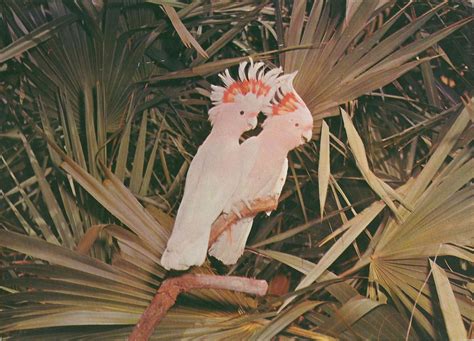 Vintage Travel Postcards: Parrot Jungle - Miami, Florida