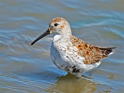 Dunlin | Audubon Field Guide