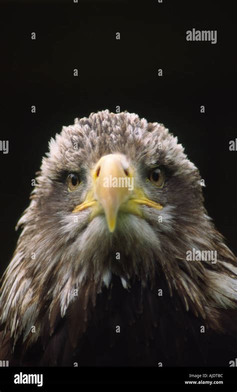 Juvenile Bald eagle Stock Photo - Alamy