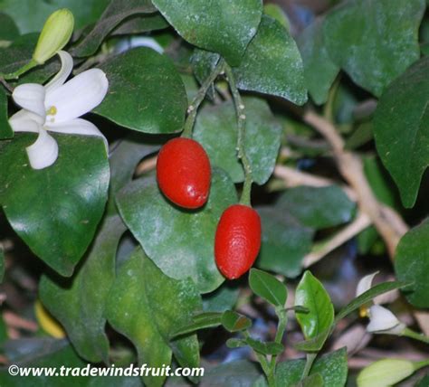 Mock Orange Tree Fruit | Fruit Trees