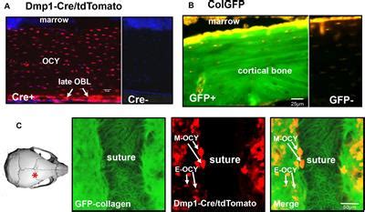 Frontiers | Collagen Dynamics During the Process of Osteocyte Embedding and Mineralization