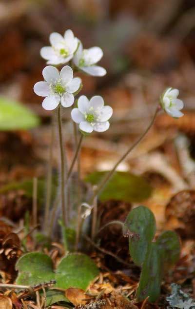 17 Best images about Wild flowers on Pinterest | Ontario, Plants and ...