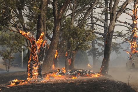 Digital photograph - 'Trio of trees on fire 2', Black Saturday ...