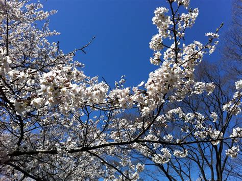 Cherry blossoms in full swing | @Yoyogi Park | Naoto Sato | Flickr