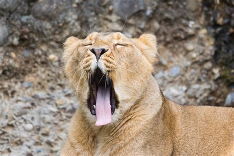 Why Do We Yawn? - Facty Health