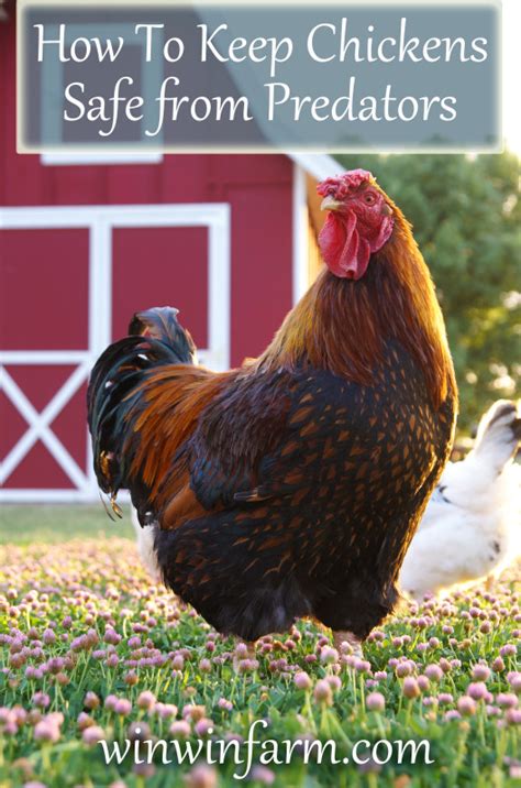 Keeping Chickens Safe from Predators - winwinfarm.com