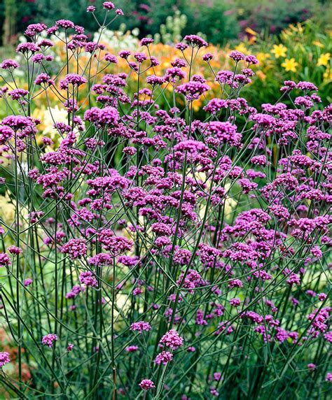 Verbena bonariensis | Kiefer Nursery: Trees, Shrubs, Perennials