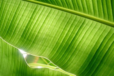 HD wallpaper: green banana leaf, banana leaves, backlit, backlit leaf, leaf vein | Wallpaper Flare