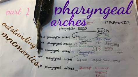 pharyngeal arches derivation /mnemonics - YouTube