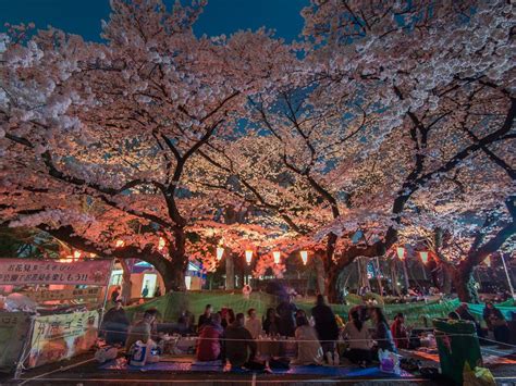 Ueno Nighttime Hanami | Hanami, Cherry blossom season, Tokyo