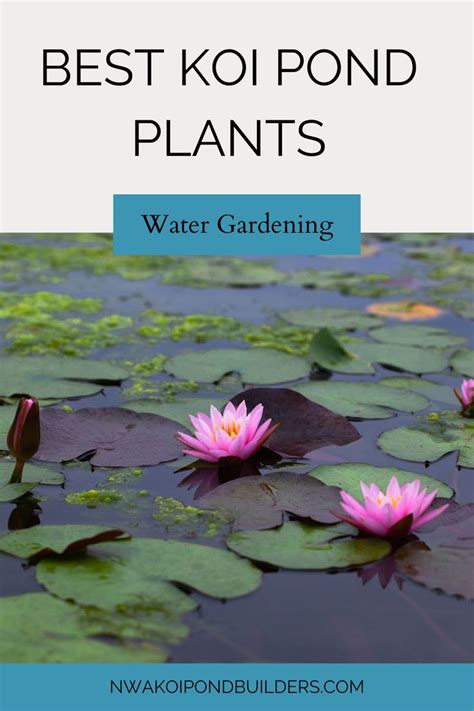 Best Koi Pond Plants | Koi pond, Pond plants, Aquatic garden