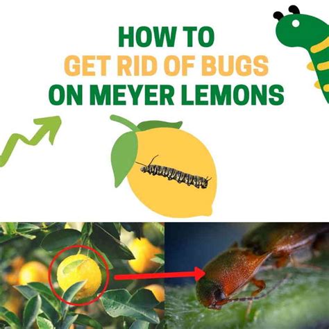 Get Rid of Meyer Lemon Tree Pests (What's Eating My Leaves?) | BugWiz