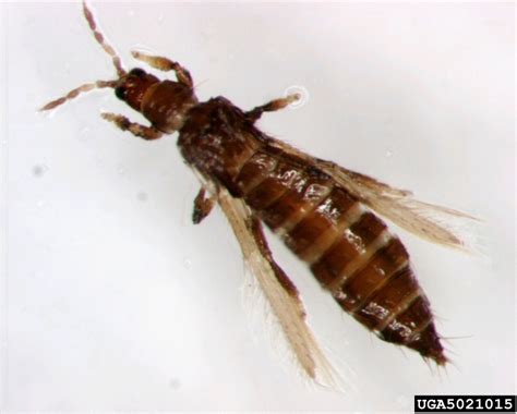 pear thrips (Taeniothrips inconsequens)