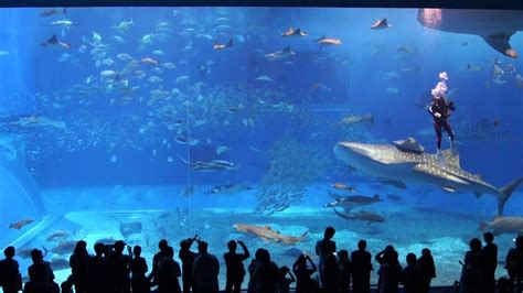 The Okinawa Churaumi Aquarium and The Berlin Hauptstadt Zoo Aquarium ...