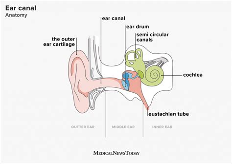 The Best 30 Ear Anatomy Diagram Outer - inimagehistorian