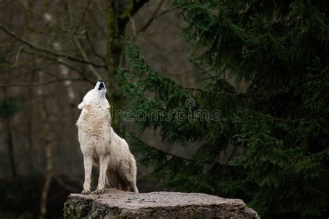 Howling of White Wolf in the Forest Stock Photo - Image of creature ...