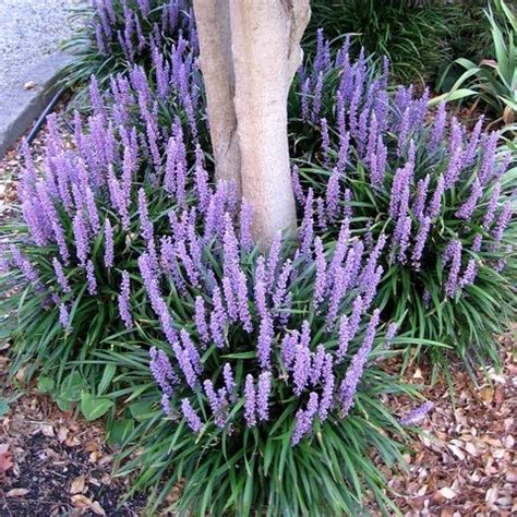 Liriope muscari 'Royal Purple' - Warners Nurseries