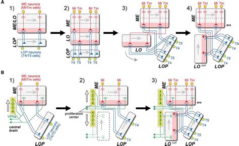 Frontiers | A common evolutionary origin for the ON- and OFF-edge motion detection pathways of ...