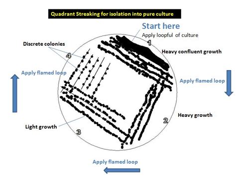 Streak plate method: Principle, Purpose, Procedure and results - Microbeonline