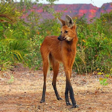 Maned Wolf, sometimes referred to as a 'red fox on stilts'. | Bizarre ...