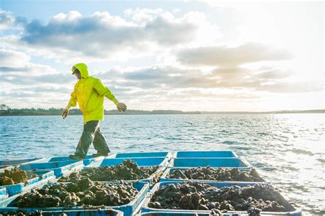 Mussel Harvesting - Heather Ogg Blog